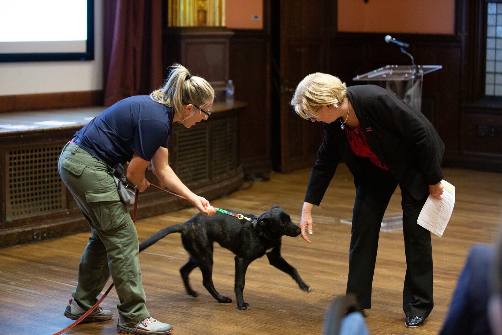 trainer introducing a black working dog 
