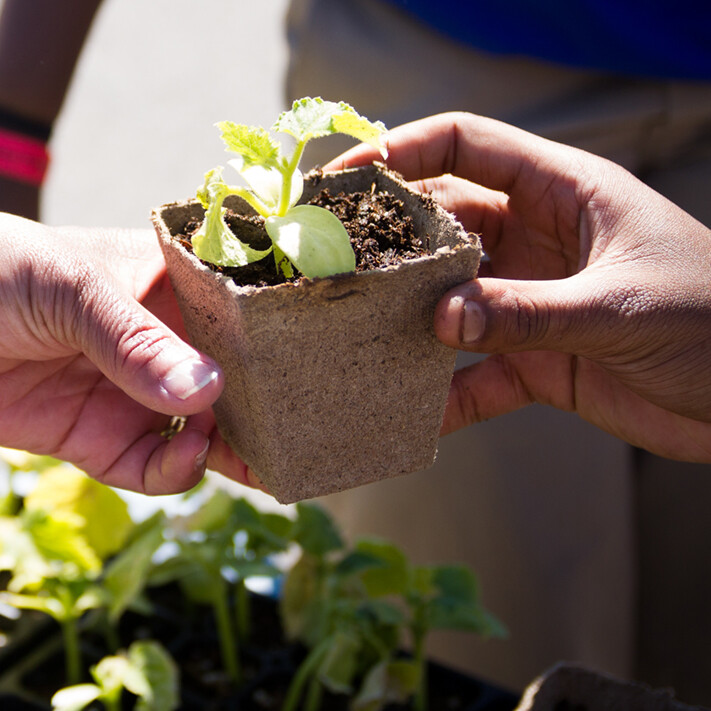 hands exchanging a plant